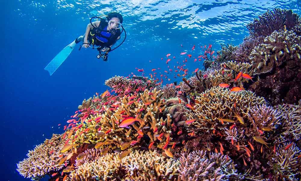 Responsible Diving: Protecting Marine Life While Exploring Underwater Worlds